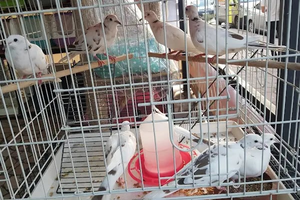 AH-ZOO PETSHOP AKVARYUM - Resim 11