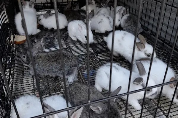 AH-ZOO PETSHOP AKVARYUM - Resim 8