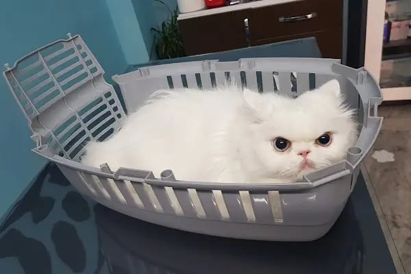 Malatya Tecde Çağlar veteriner kliniği - Resim 2