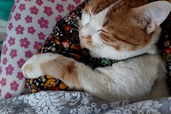 Malatya Tecde Çağlar veteriner kliniği - Resim 20