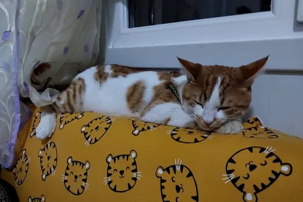 Malatya Tecde Çağlar veteriner kliniği - Resim 10