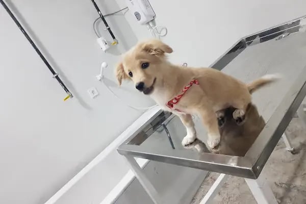 Malatya Tecde Çağlar veteriner kliniği - Resim 12