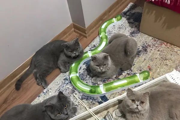 Malatya Tecde Çağlar veteriner kliniği - Resim 15