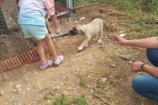 Malatya Tecde Çağlar veteriner kliniği - Resim 8