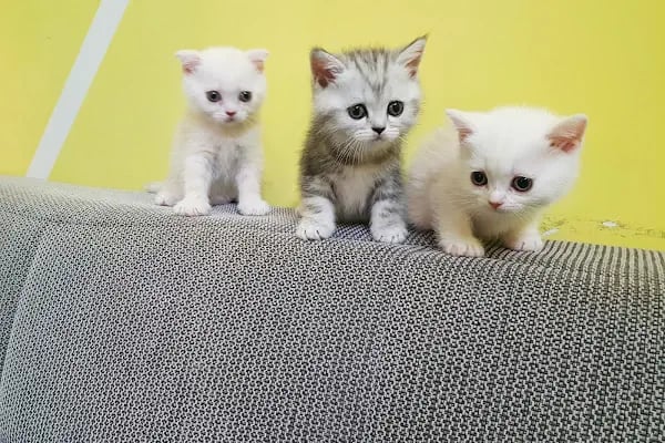 Malatya Tecde Çağlar veteriner kliniği - Resim 6