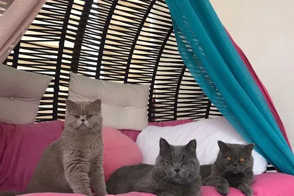 Malatya Tecde Çağlar veteriner kliniği - Resim 18