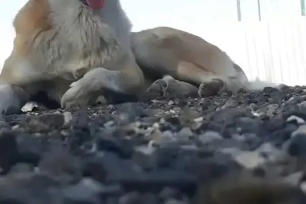 Malatya Tecde Çağlar veteriner kliniği - Resim 19
