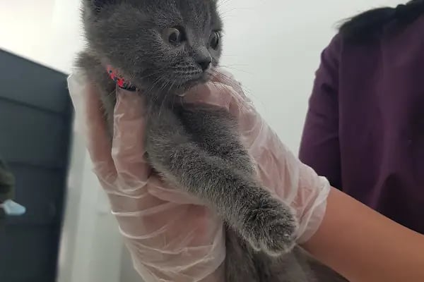 Malatya Tecde Çağlar veteriner kliniği - Resim 17
