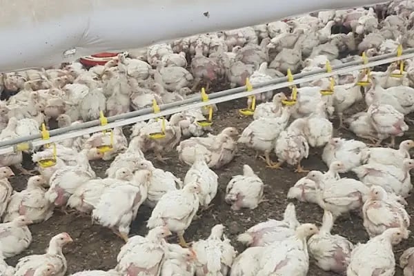 Malatya Tecde Çağlar veteriner kliniği - Resim 14