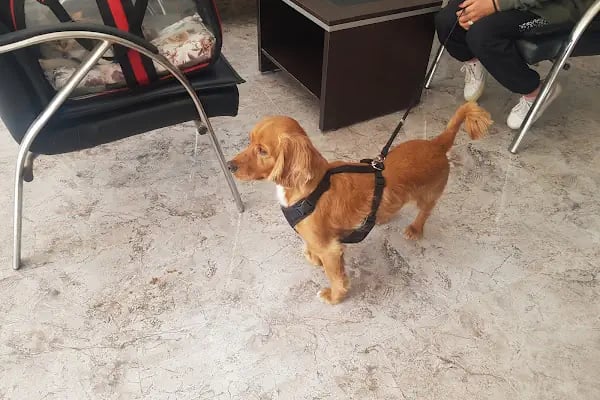 Malatya Tecde Çağlar veteriner kliniği - Resim 7