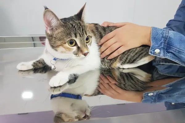 Malatya Tecde Çağlar veteriner kliniği - Resim 3