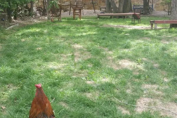 İnözü Vadisi Çeşmeli Bağ Tesisleri - Resim 12