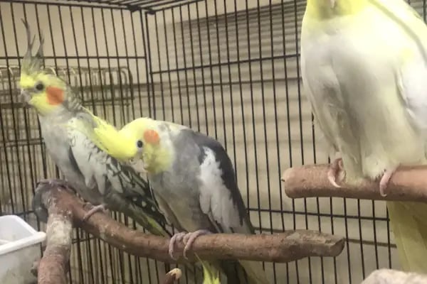 Ece Akvaryum Pet Shop - Resim 11