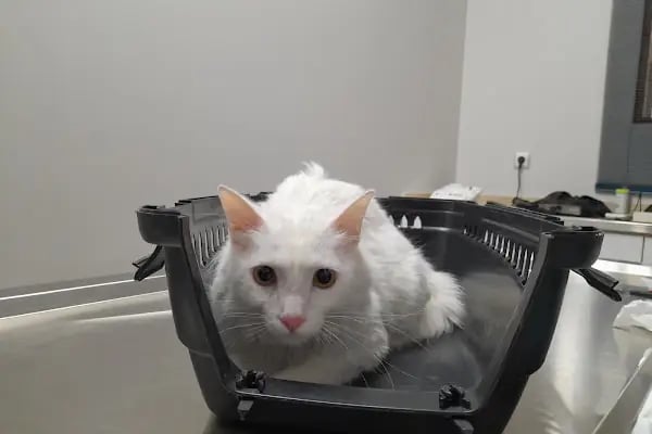 Novapet Veteriner Kliniği - Resim 15