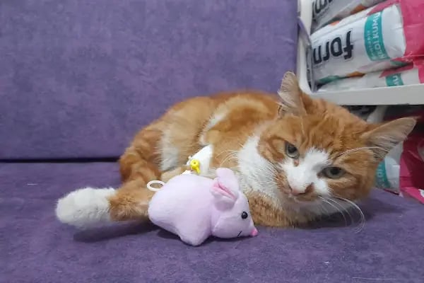 Novapet Veteriner Kliniği - Resim 6