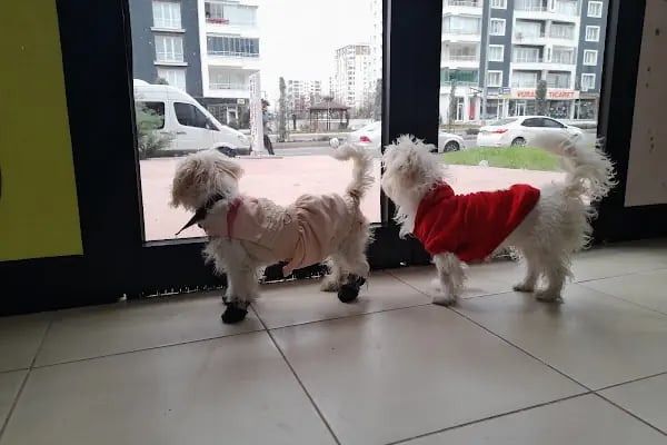 Novapet Veteriner Kliniği - Resim 4
