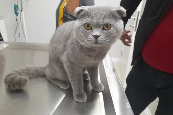 Novapet Veteriner Kliniği - Resim 10