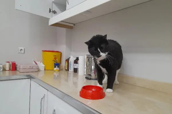 Novapet Veteriner Kliniği - Resim 19