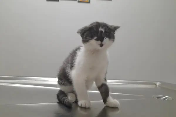 Novapet Veteriner Kliniği - Resim 13