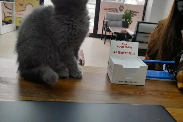 Novapet Veteriner Kliniği - Resim 8