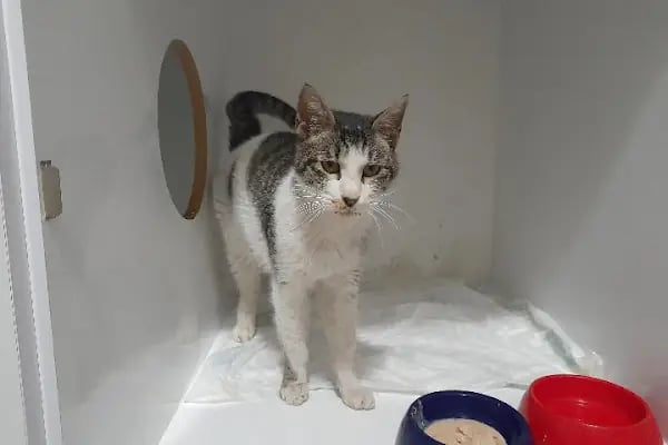 Novapet Veteriner Kliniği - Resim 3