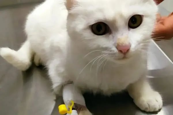 Novapet Veteriner Kliniği - Resim 20