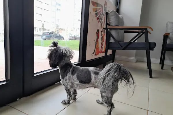 Novapet Veteriner Kliniği - Resim 12