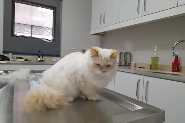 Novapet Veteriner Kliniği - Resim 2