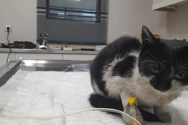 Novapet Veteriner Kliniği - Resim 9