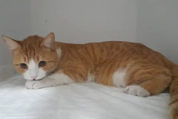 Novapet Veteriner Kliniği - Resim 16
