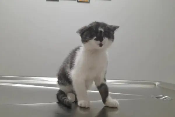 Novapet Veteriner Kliniği - Resim 18