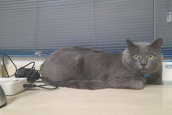 Novapet Veteriner Kliniği - Resim 5