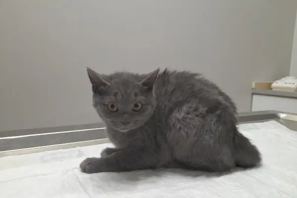 Novapet Veteriner Kliniği - Resim 11