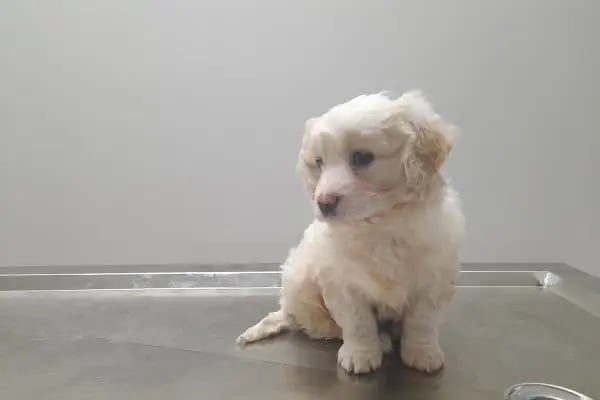 Novapet Veteriner Kliniği - Resim 7