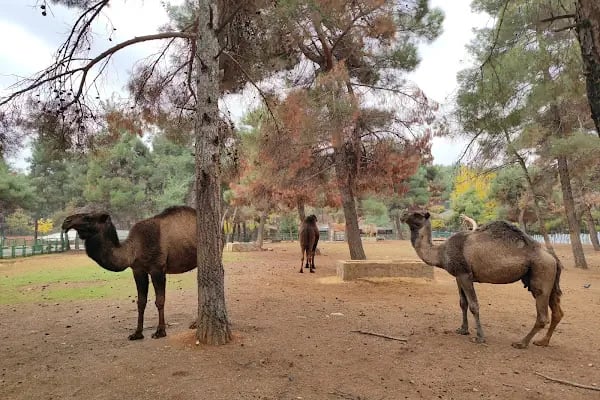 Gaziantep Hayvanat Bahçesi Binicilik & Pony Club - Resim 16