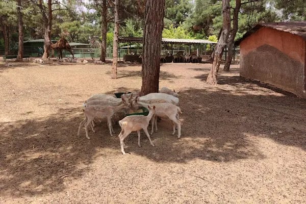 Gaziantep Hayvanat Bahçesi Binicilik & Pony Club - Resim 18