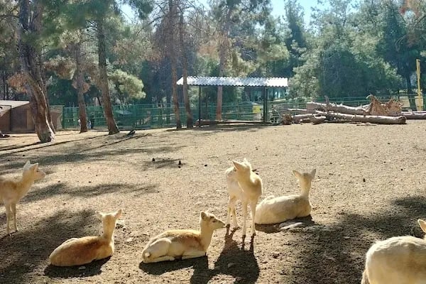 Gaziantep Hayvanat Bahçesi Binicilik & Pony Club - Resim 14