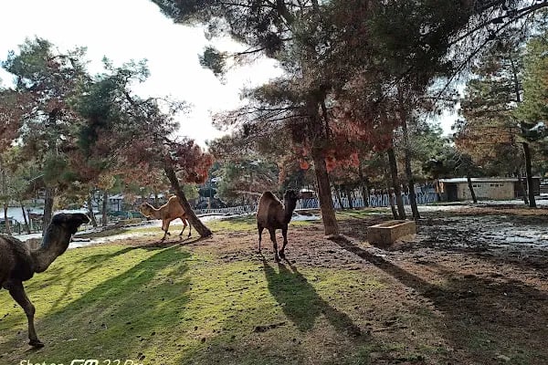 Gaziantep Hayvanat Bahçesi Binicilik & Pony Club - Resim 1