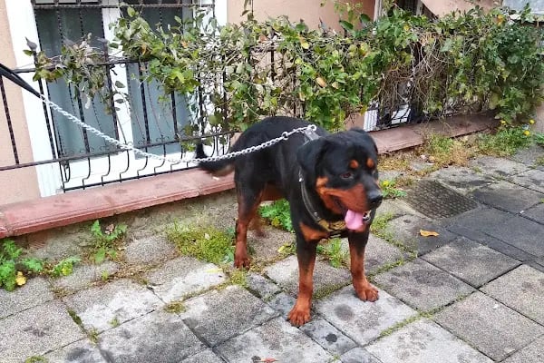 Patili Günler Veteriner Kliniği - Resim 7