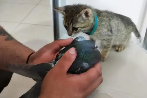 Patili Günler Veteriner Kliniği - Resim 19