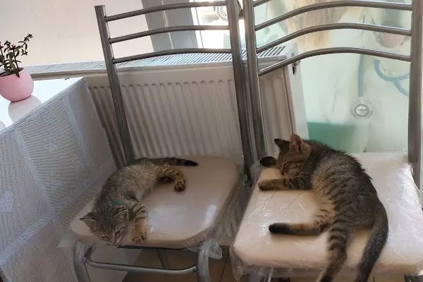 Patili Günler Veteriner Kliniği - Resim 4