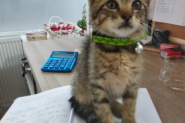 Patili Günler Veteriner Kliniği - Resim 3