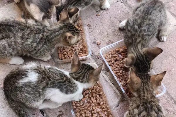 Patili Günler Veteriner Kliniği - Resim 15