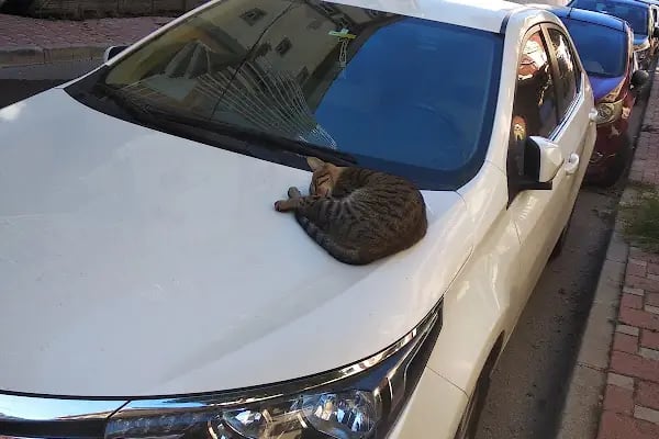 Patili Günler Veteriner Kliniği - Resim 16