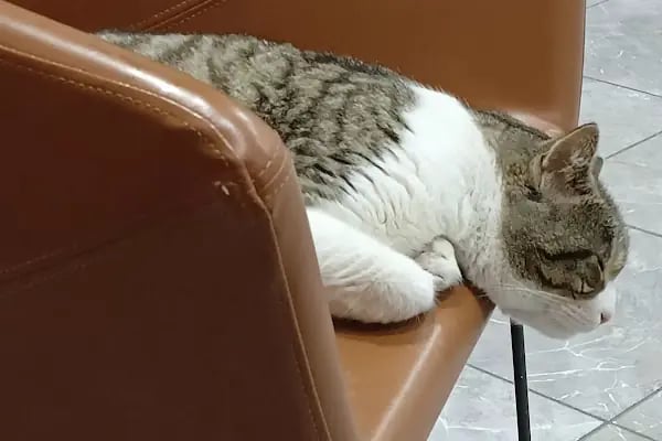 Dobby Veteriner Polikliniği I 7/24 Acil Veteriner I Ataevler Veteriner I Nilüfer Veteriner I Nöbetçi Veteriner - Resim 17