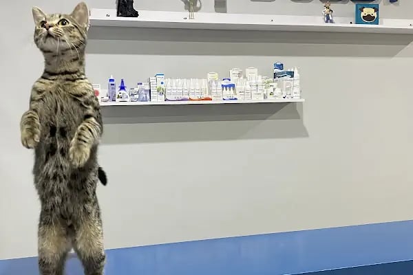Dobby Veteriner Polikliniği I 7/24 Acil Veteriner I Ataevler Veteriner I Nilüfer Veteriner I Nöbetçi Veteriner - Resim 5