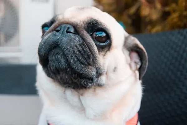 Dobby Veteriner Polikliniği I 7/24 Acil Veteriner I Ataevler Veteriner I Nilüfer Veteriner I Nöbetçi Veteriner - Resim 8