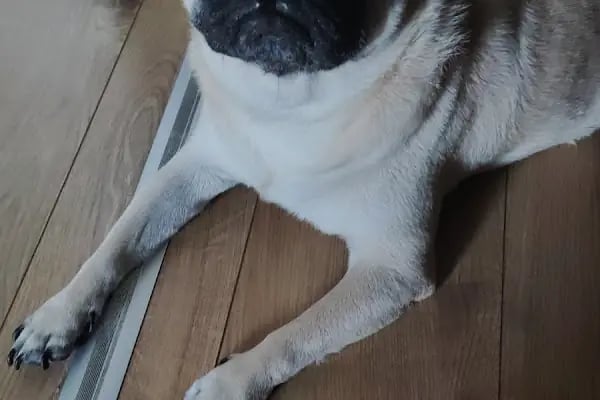 Dobby Veteriner Polikliniği I 7/24 Acil Veteriner I Ataevler Veteriner I Nilüfer Veteriner I Nöbetçi Veteriner - Resim 18