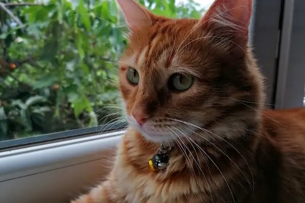 Dobby Veteriner Polikliniği I 7/24 Acil Veteriner I Ataevler Veteriner I Nilüfer Veteriner I Nöbetçi Veteriner - Resim 19