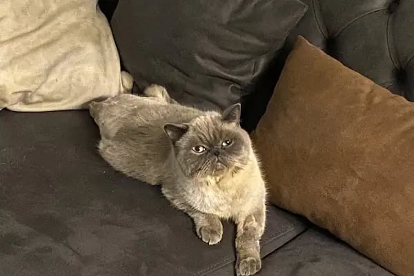 Dobby Veteriner Polikliniği I 7/24 Acil Veteriner I Ataevler Veteriner I Nilüfer Veteriner I Nöbetçi Veteriner - Resim 20